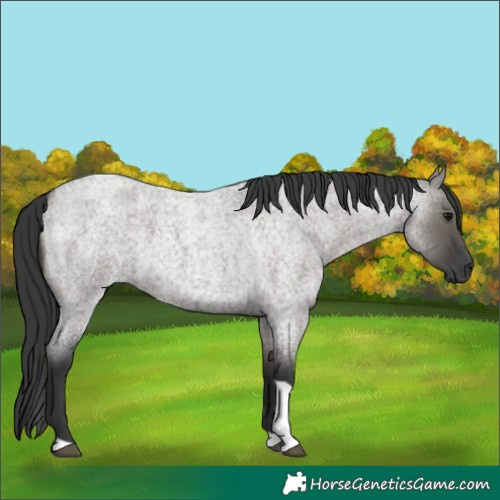 Horse Color:Grullo Roan Tobiano 