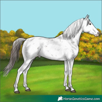 Horse Color:Liver Chestnut Sabino Splash Appaloosa 