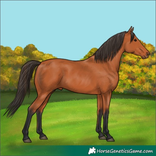 Horse Color:Bay 