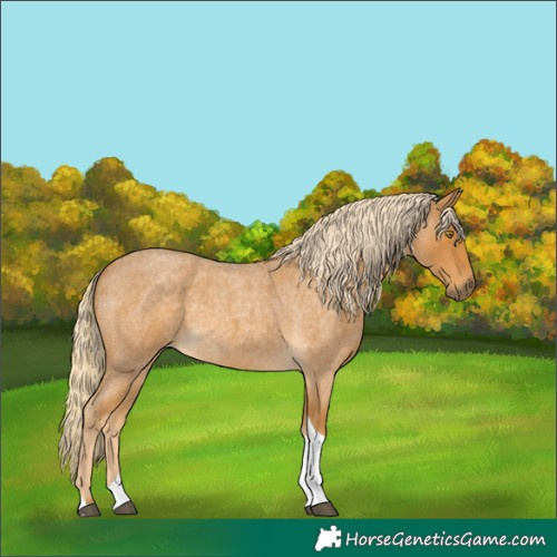 Horse Color:Palomino Roan Tobiano 