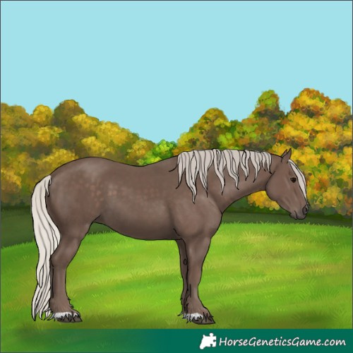 Horse Color:Silver Black