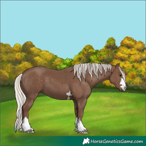 Horse Color:Silver Black