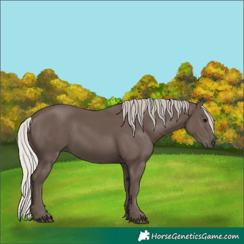 Horse Color:Silver Black
