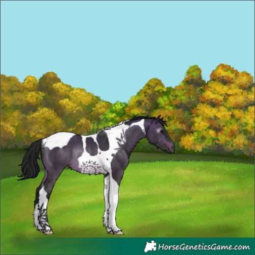 Horse Color:Gray Brown Dun Tobiano Rabicano 