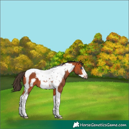 Horse Color:Bay Tobiano Frame 
