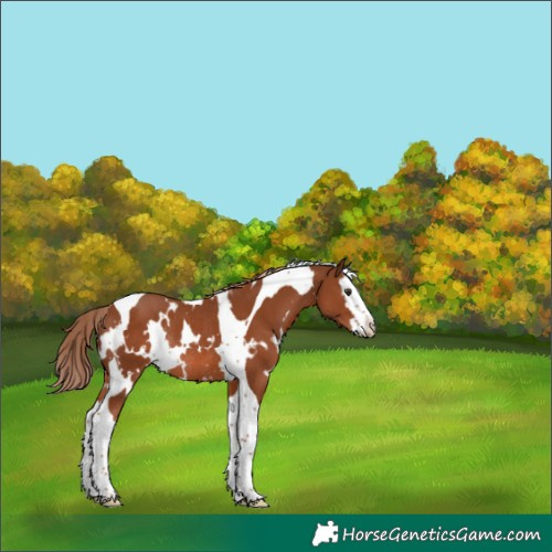 Horse Color:White Spotted Chestnut Splash Tobiano Rabicano 
