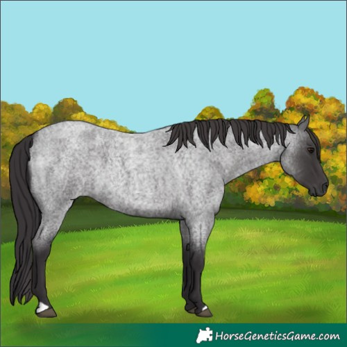 Horse Color:Smoky Blue Roan