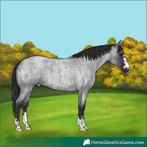 Horse Color:Unknown 