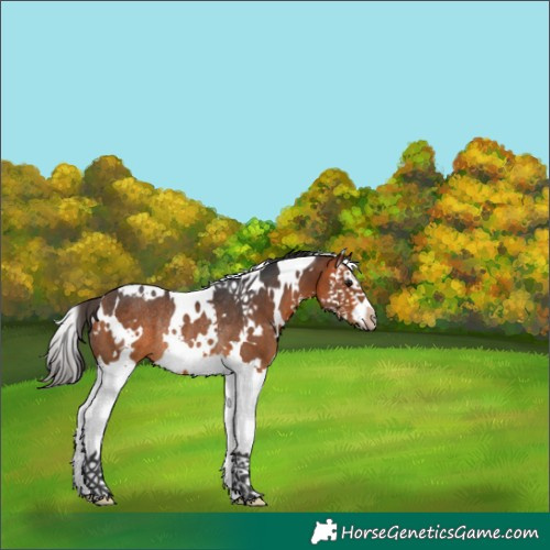 Horse Color:White Spotted Bay Splash Rabicano 