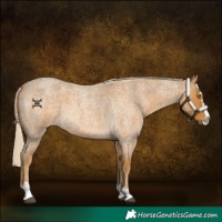 Horse Color:Palomino Roan 