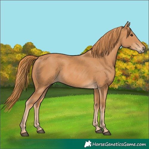 Horse Color:Chestnut 