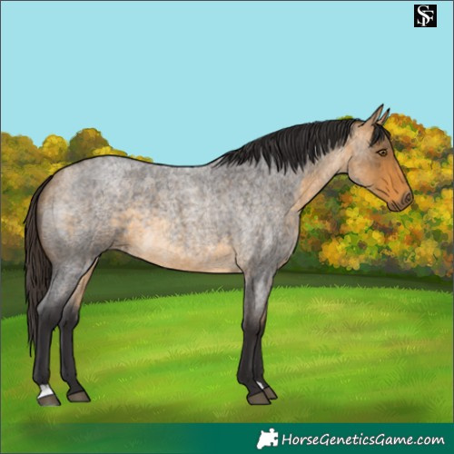 Horse Color:Buckskin Roan