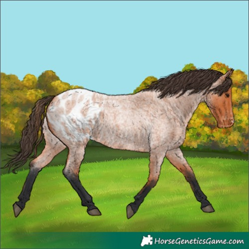 Horse Color:Bay Roan Appaloosa 