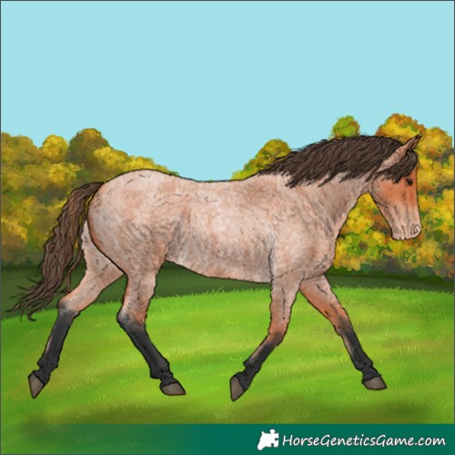 Horse Color:Bay Roan Appaloosa 