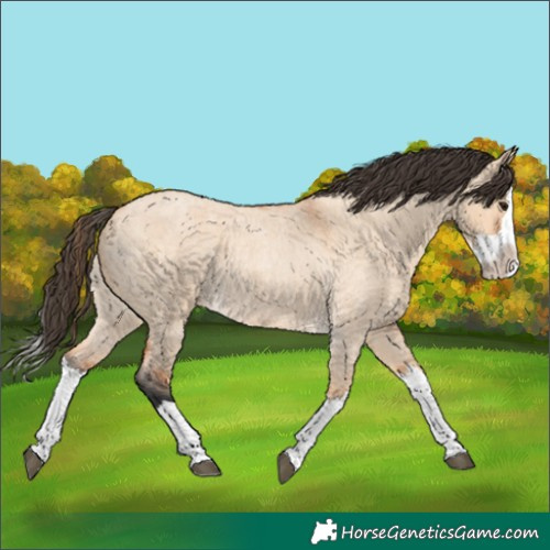 Horse Color:Bay Roan Dun Splash 