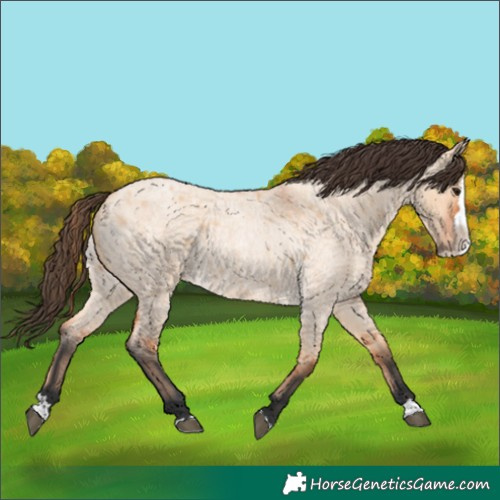 Horse Color:Bay Roan Dun Splash 
