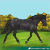 Horse Color:Smoky Black 