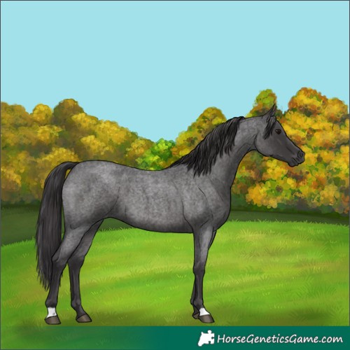 Horse Color:Smoky Blue Roan 