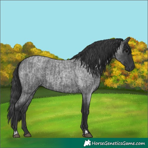 Horse Color:Blue Roan  and Blue Roan Rabicano 