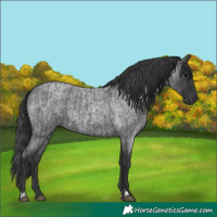 Horse Color:Blue Roan  and Blue Roan Rabicano 