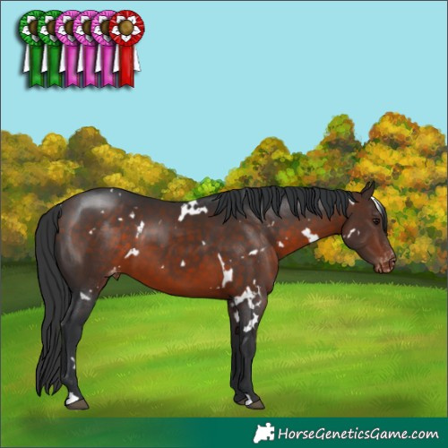 Horse Color:White Spotted Brown Appaloosa 