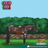 Horse Color:White Spotted Brown Appaloosa 