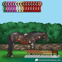 Horse Color:White Spotted Brown Varnish