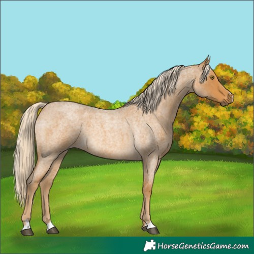 Horse Color:Palomino Roan