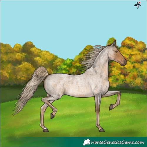 Horse Color:Chocolate Palomino Roan 