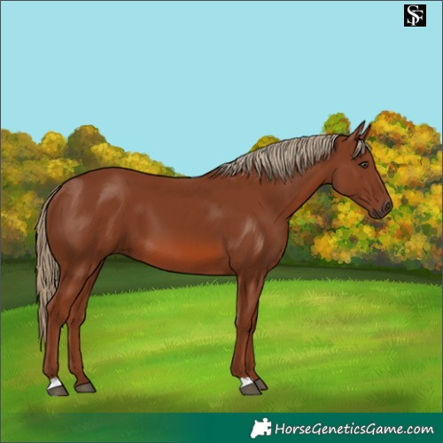 Horse Color:Chestnut 