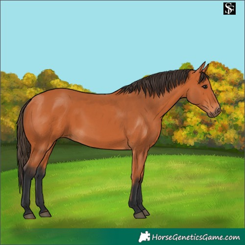 Horse Color:Bay 