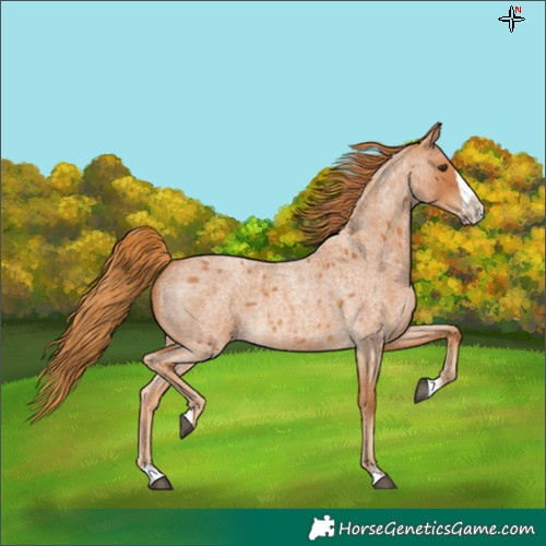 Horse Color:Red Roan Splash 