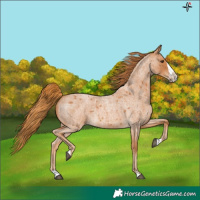 Horse Color:Red Roan Splash
