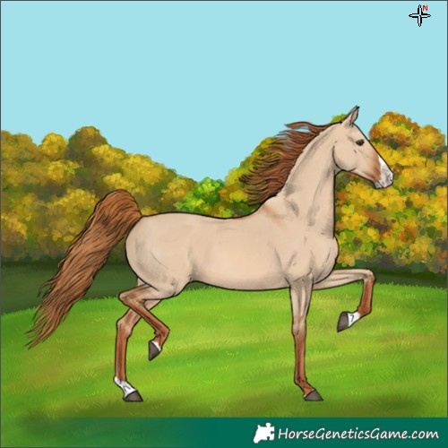 Horse Color:Red Dun Splash 