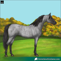 Horse Color:Smoky Blue Roan