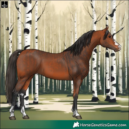 Horse Color:Bay  and Bay 