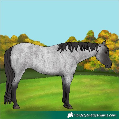 Horse Color:Smoky Blue Roan 