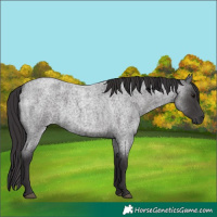 Horse Color:Smoky Blue Roan