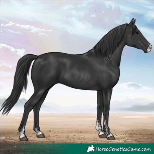 Horse Color:Black Sabino 