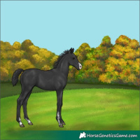 Horse Color:Black Sabino