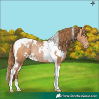 Horse Color:White Spotted Bay Pearl Tobiano Rabicano
