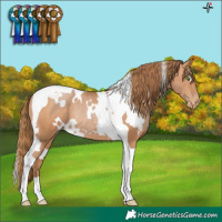 Horse Color:White Spotted Bay Pearl Tobiano Rabicano 