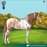 Horse Color:White Spotted Bay Pearl Tobiano Rabicano 