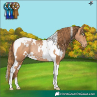 Horse Color:White Spotted Bay Pearl Tobiano Rabicano 