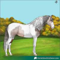Horse Color:Bay Tobiano Appaloosa Rabicano