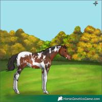 Horse Color:White Spotted Brown Tobiano Appaloosa Rabicano