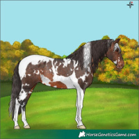Horse Color:White Spotted Brown Tobiano Appaloosa Rabicano