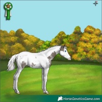 Horse Color:White Spotted Silver Black Splash Tobiano Appaloosa Rabicano 