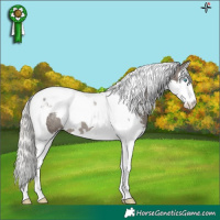 Horse Color:White Spotted Silver Black Splash Tobiano Appaloosa Rabicano 
