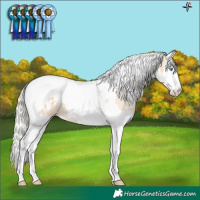 Horse Color:White Spotted Silver Smoky Black Pearl Splash Tobiano Blanket